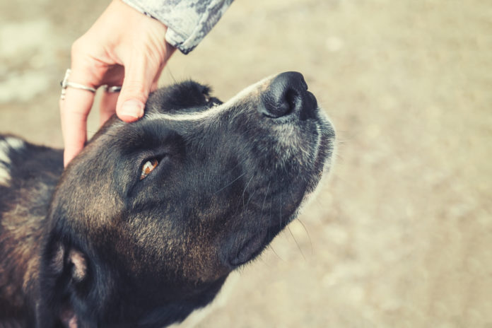 CranioSacral Therapy for dogs
