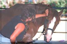 Photo 1 - Equine CranioSacral Workshops