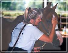 Photo 2 - Equine CranioSacral Workshops