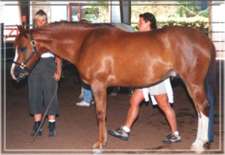 Photo 3 - Equine CranioSacral Workshops