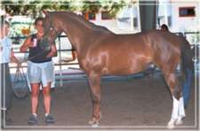 Photo 6 - Equine CranioSacral Workshops